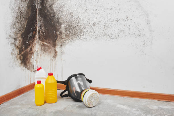 Best Industrial Mold Remediation in Cohasset, MN