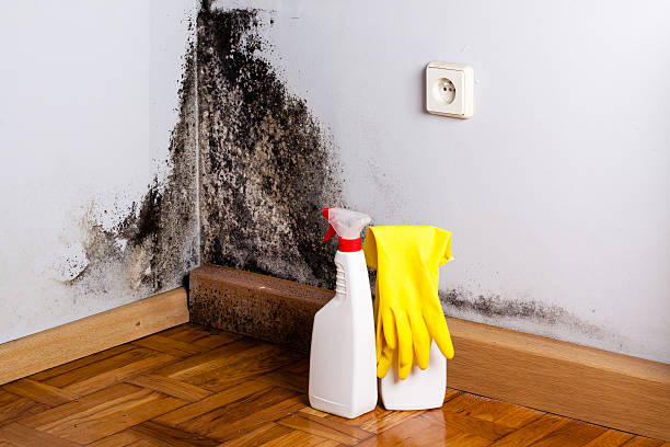 Best Industrial Mold Remediation in Cohasset, MN